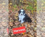Image preview for Ad Listing. Nickname: Harvest
