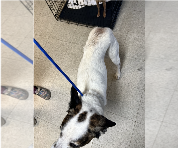 Medium Photo #2 Siberian Husky-Unknown Mix Puppy For Sale in Lewistown, PA, USA