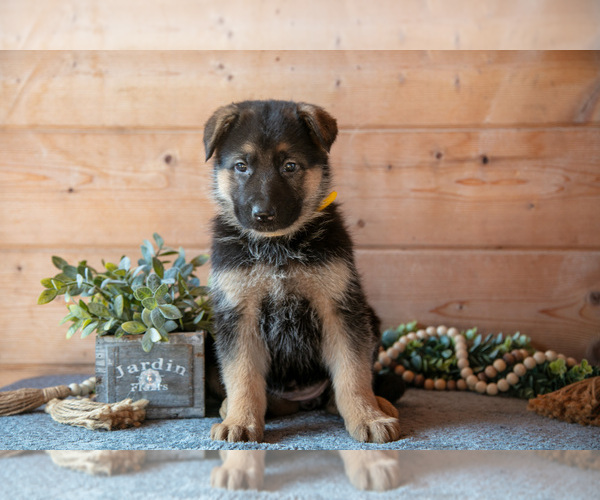 Medium Photo #1 German Shepherd Dog Puppy For Sale in GORDONVILLE, PA, USA