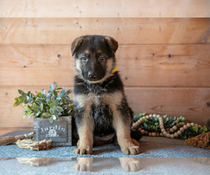 Medium German Shepherd Dog