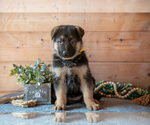 Puppy Smartie German Shepherd Dog