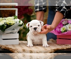 Medium English Bulldog