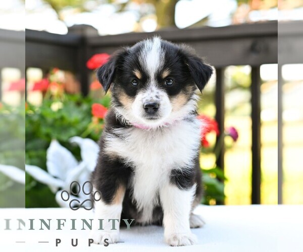 Medium Photo #4 Miniature Australian Shepherd Puppy For Sale in REBERSBURG, PA, USA