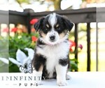 Small #3 Miniature Australian Shepherd