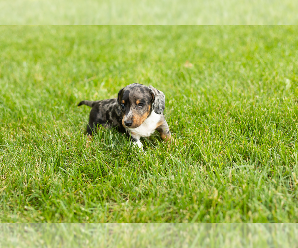 Medium Photo #2 Dachshund Puppy For Sale in MILFORD, IN, USA