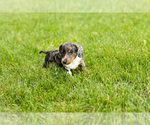 Small #1 Dachshund