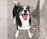 Small #1 Huskies  Mix