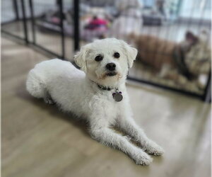 Bichon Frise-Unknown Mix Dogs for adoption in Phoenix, AZ, USA
