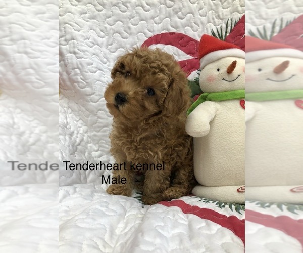 Medium Photo #1 Poodle (Miniature) Puppy For Sale in SILEX, MO, USA