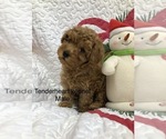 Small Photo #1 Poodle (Miniature) Puppy For Sale in SILEX, MO, USA
