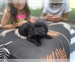 Small Cavapoo
