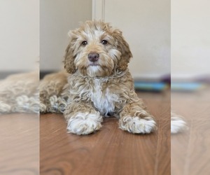 Goldendoodle (Miniature) Puppy for Sale in KEENE, New Hampshire USA