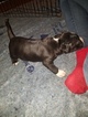 Small Photo #23 American Pit Bull Terrier Puppy For Sale in GRIFFIN, GA, USA
