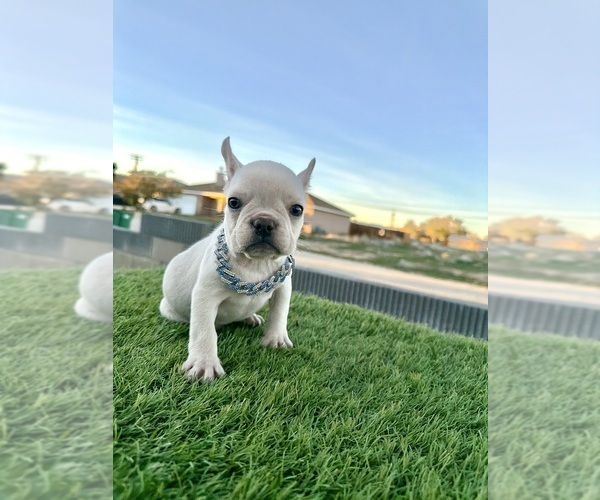 Medium Photo #9 French Bulldog Puppy For Sale in SALT LAKE CITY, UT, USA