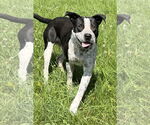 Small #2 Labrador Retriever Mix