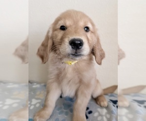 Golden Retriever Puppy for sale in PORTALES, NM, USA