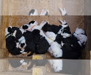 Sheepadoodle Puppy for Sale in EVERETT, Pennsylvania USA