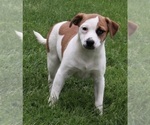 Small Photo #1 Puggle Puppy For Sale in FREDERICKSBURG, OH, USA