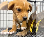 Small #1 Catahoula Leopard Dog-Labrador Retriever Mix