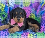 Small Photo #5 Rottle Puppy For Sale in KIRKWOOD, PA, USA