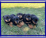Small Photo #2 Rottweiler Puppy For Sale in COLUMBIA, TN, USA