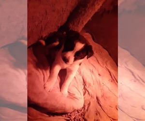 Australian Cattle Dog-Border Collie Mix Puppy for sale in ARLINGTON, WA, USA