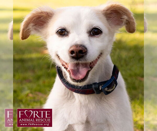 Medium Photo #5 Pomeagle Puppy For Sale in Marina del Rey, CA, USA