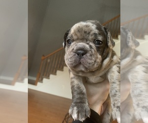 French Bulldog Puppy for sale in MEDFORD, NJ, USA