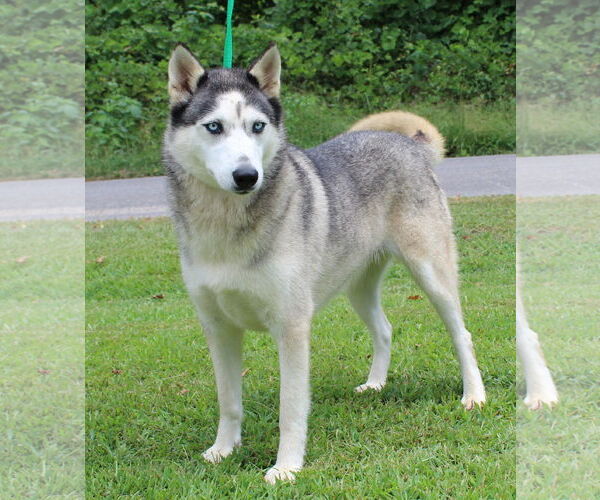 Medium Photo #4 - Mix Puppy For Sale in Prattville, AL, USA