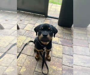 Rottweiler Puppy for sale in SAINT AUGUSTINE, FL, USA