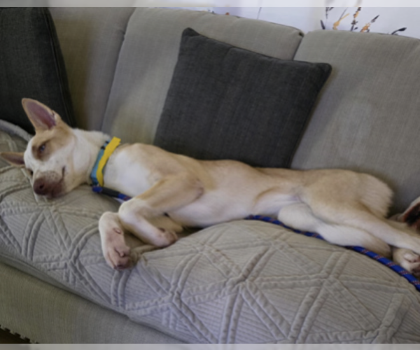 Medium Photo #2 German Shepherd Dog-Unknown Mix Puppy For Sale in Kankakee, IL, USA