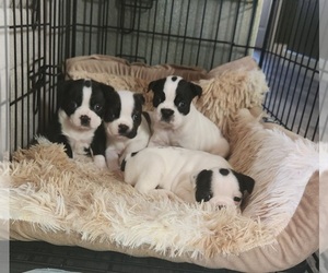 Boston Terrier Puppy for sale in VICTORVILLE, CA, USA