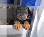 Puppy Kermit Doberman Pinscher