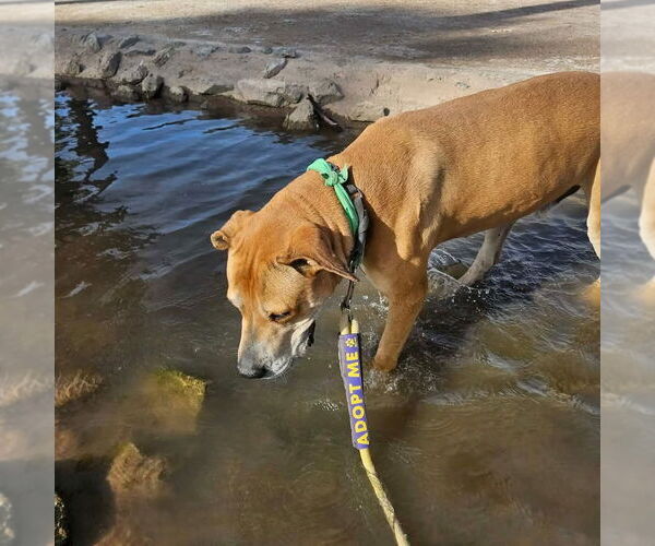 Medium Photo #4 Great Dane-Labrador Retriever Mix Puppy For Sale in Phoenix, AZ, USA