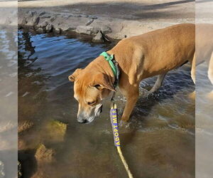 Sampson - Male Labrador Retriever-Rhodesian Ridgeback Mix Dog for Adoption - Photo #2