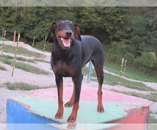 Medium Photo #9 Doberman Pinscher Puppy For Sale in LONDON, KY, USA