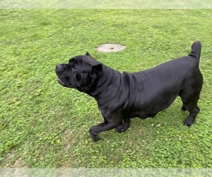 Mother of the Cane Corso puppies born on 06/29/2026