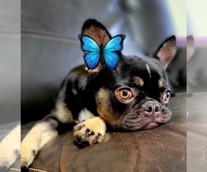 French Bulldog Puppy for sale in TAMPA, FL, USA
