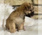 Small #9 Morkie