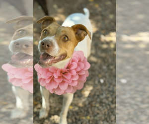Mutt Dogs for adoption in Phoenix, AZ, USA