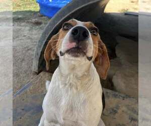 Medium Treeing Walker Coonhound Mix