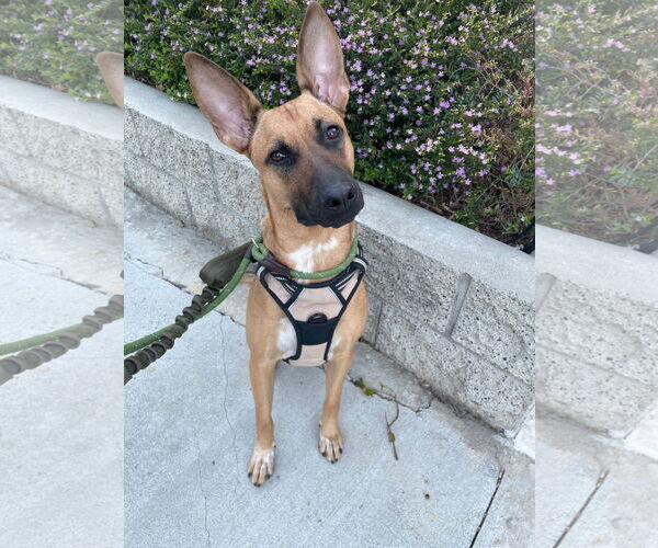 Medium Photo #5 Mutt Puppy For Sale in Los Angeles, CA, USA