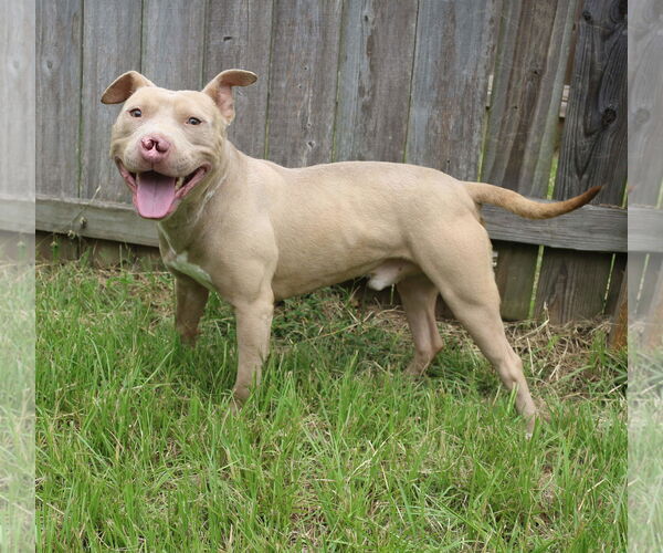 Medium Photo #2 American Staffordshire Terrier-Unknown Mix Puppy For Sale in Jackson, MS, USA