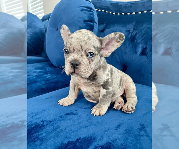 Medium Photo #34 French Bulldog Puppy For Sale in SCREVEN, GA, USA
