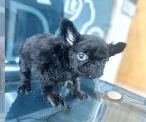 French Bulldog Puppy for sale in CHARLOTTE, NC, USA