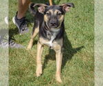 Small #2 Australian Kelpie Mix