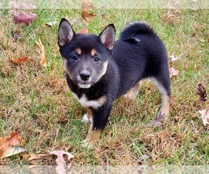 Shiba Inu Puppy for sale in CLARK, MO, USA