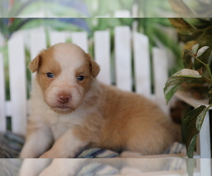 Australian Shepherd Puppy for sale in WESTFIELD, MA, USA