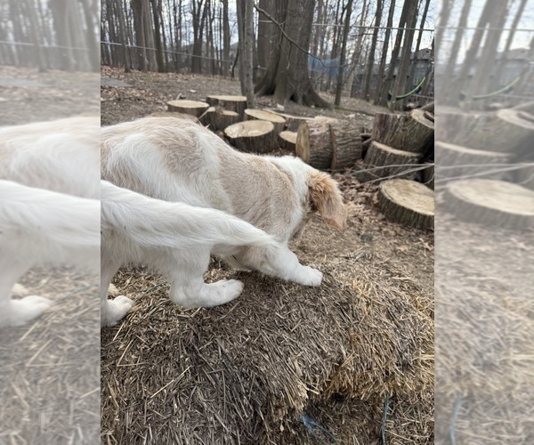 Medium Photo #84 Aussie-Poo-Goldendoodle Mix Puppy For Sale in COMMERCE, MI, USA