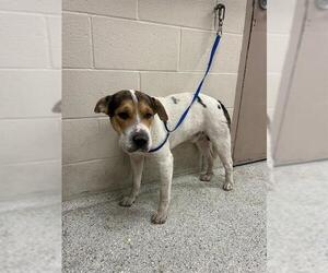Bulldog-Unknown Mix Dogs for adoption in Conroe, TX, USA